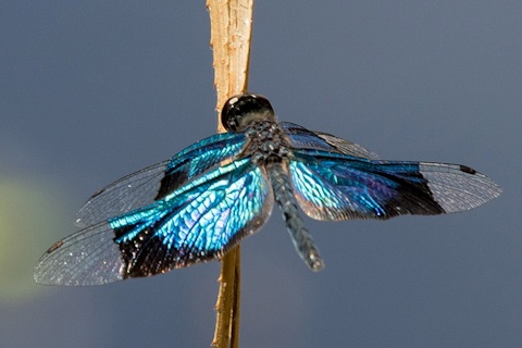 Jewel Flutterer (Rhyothemis resplendens)